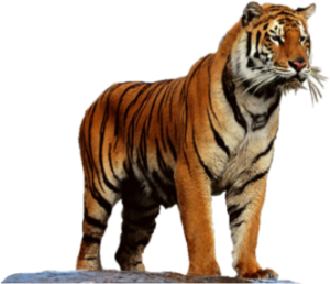 Tiger PNG-23224